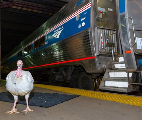 Amtrak Train