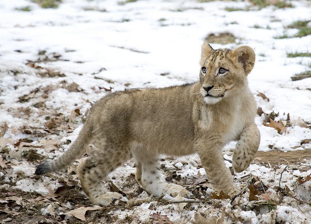 National Zoo in Washington DC